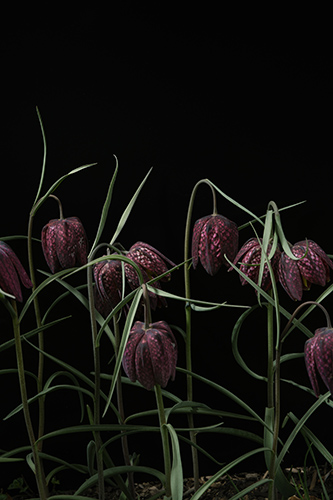 martin faltejsek flora pro blnk studio